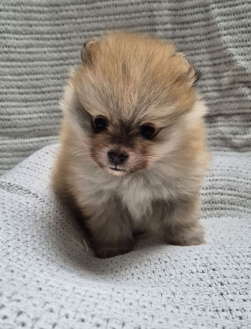 2 Süße Zwergspitz Pomeranien Welpen Rüde/Weibchen