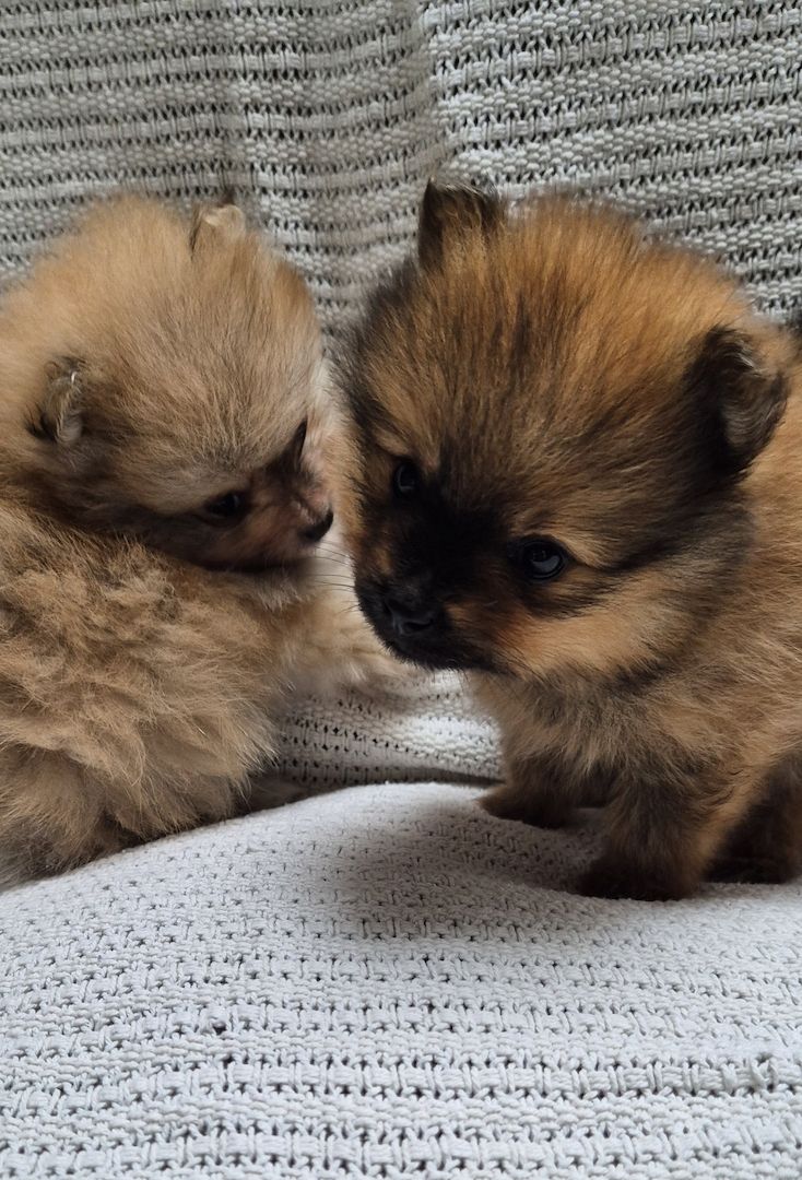 2 Süße Zwergspitz Pomeranien Welpen Rüde/Weibchen