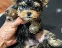 Yorkshire-Terrier