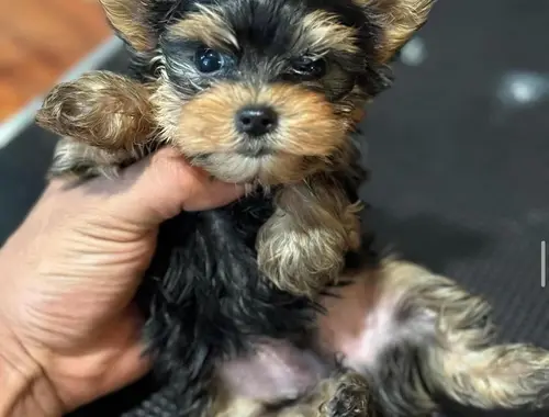 Yorkshire-Terrier