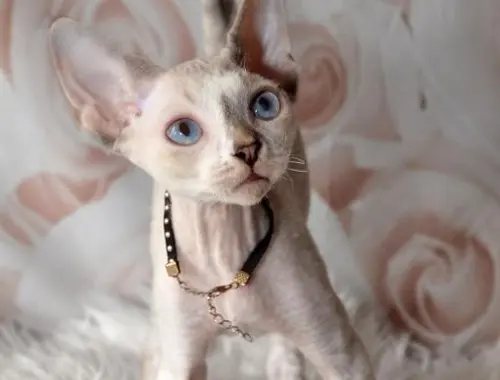 Entzückende Devon Rex Kätzchen