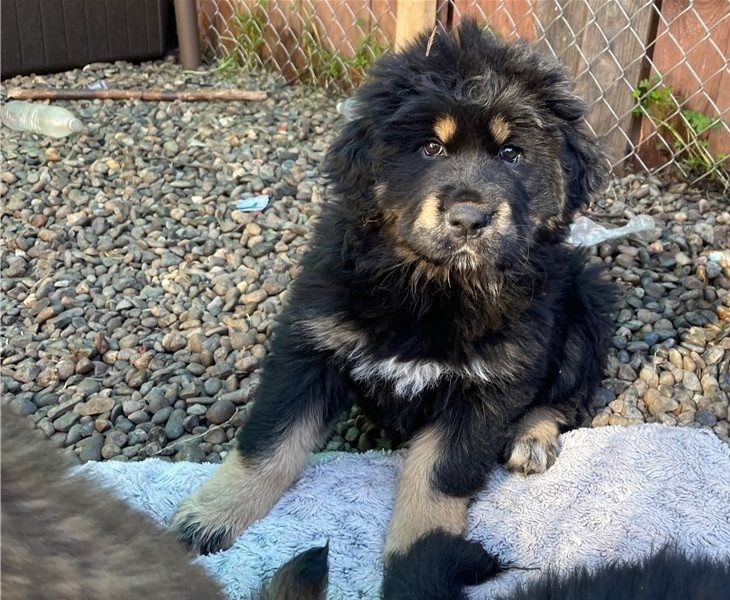 Wunderschöne Tibetmastiff-Welpen