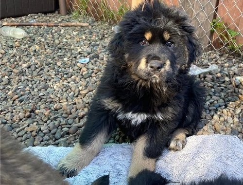 Wunderschöne Tibetmastiff-Welpen