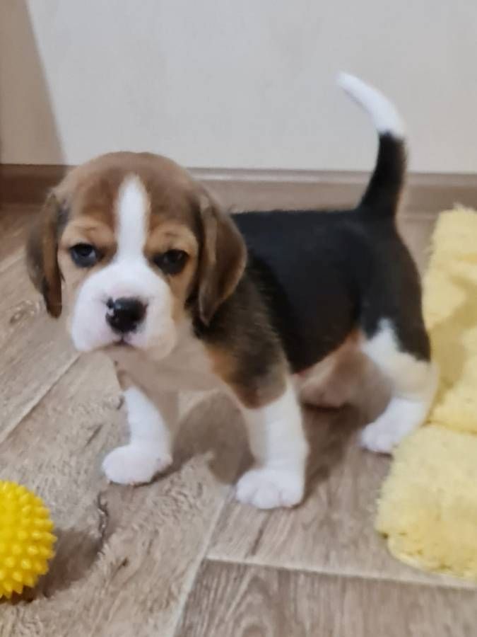 Wunderschöne Beagle-Welpen