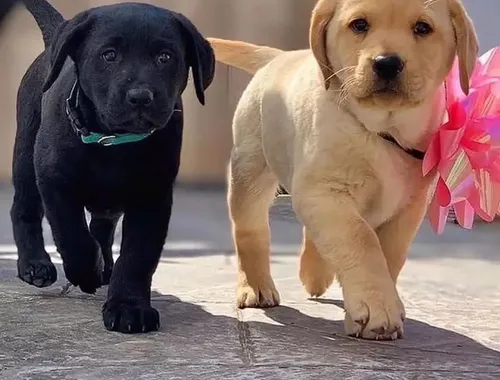 Wunderschöne Labrador Retriever-Welpen