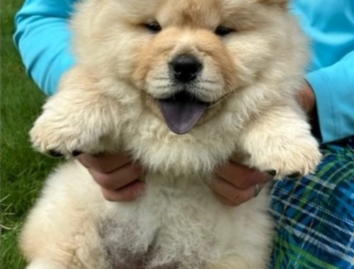 Wunderschöne Chow-Chow-Welpen