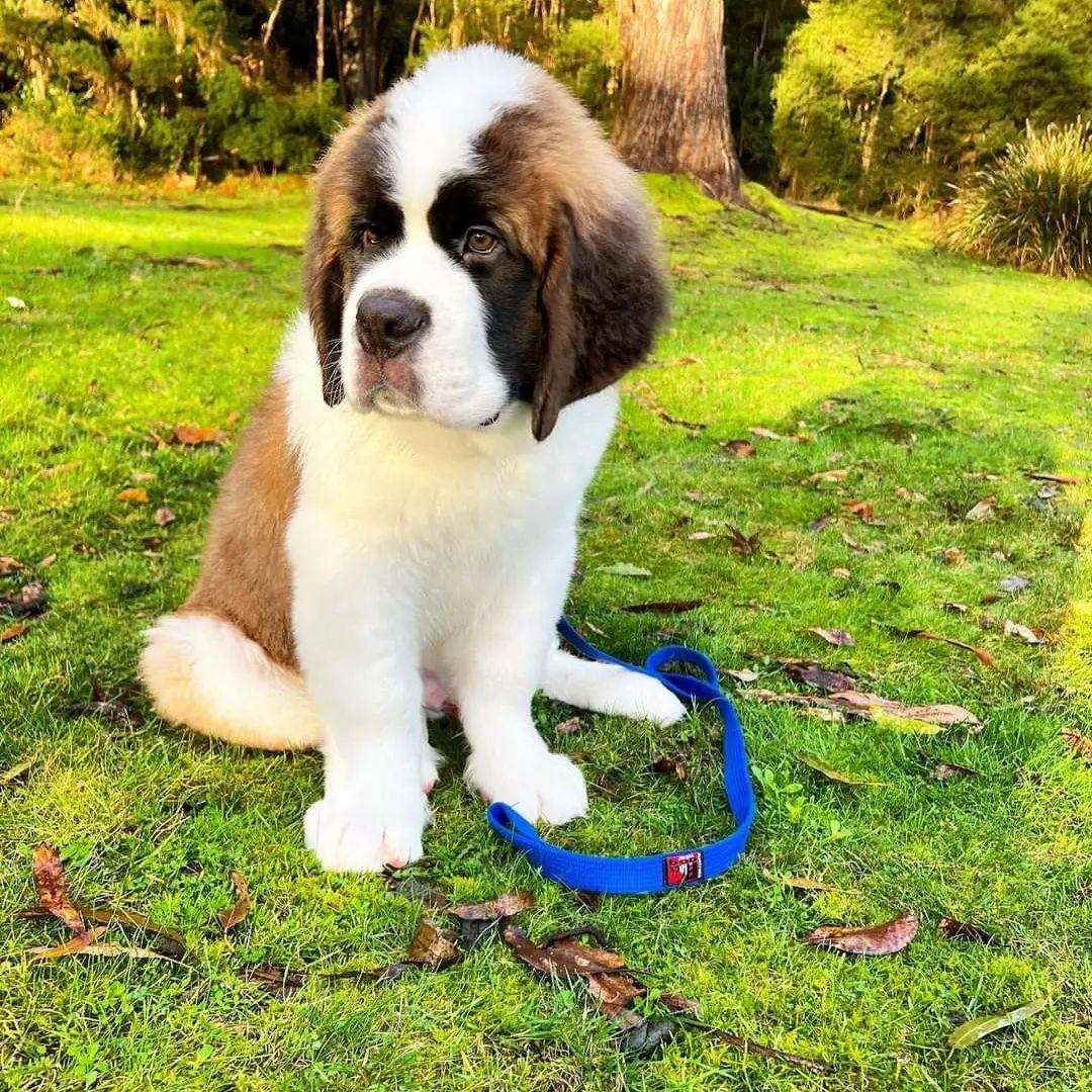 Wunderschöne Bernhardinerwelpen