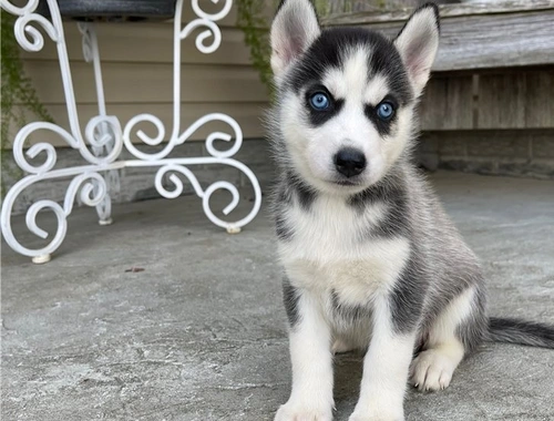 Wunderschöne Siberian Husky-Welpen