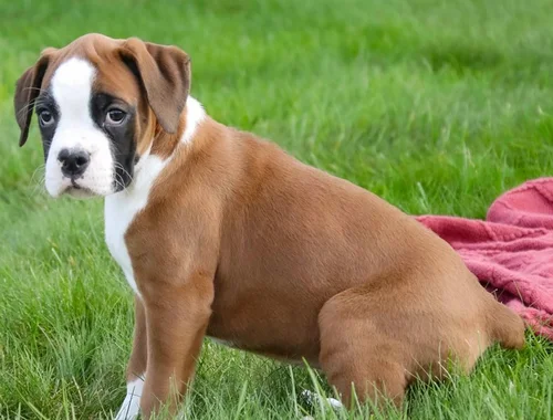 Wunderschöne Boxerwelpen