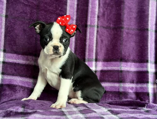 Wunderschöne Boston Terrier Welpen