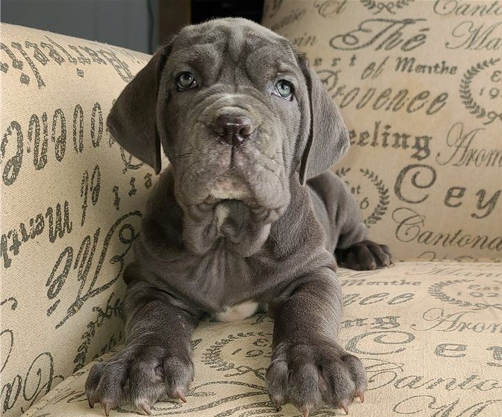 Neapolitanischer Mastiff-Welpen