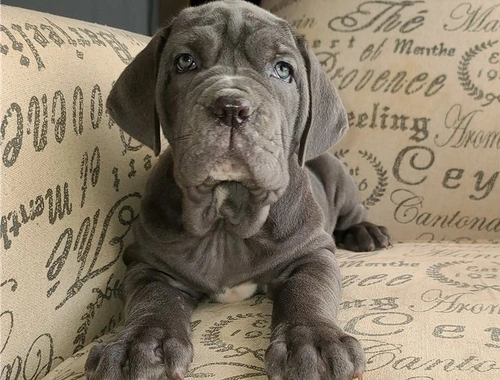 Neapolitanischer Mastiff-Welpen