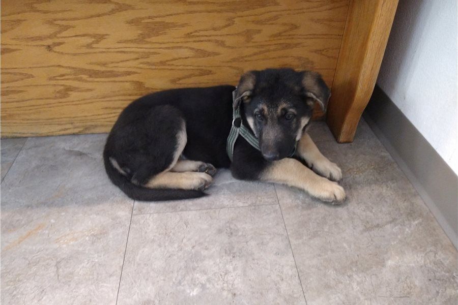 Wunderschöne Deutsche Schäferhundwelpen