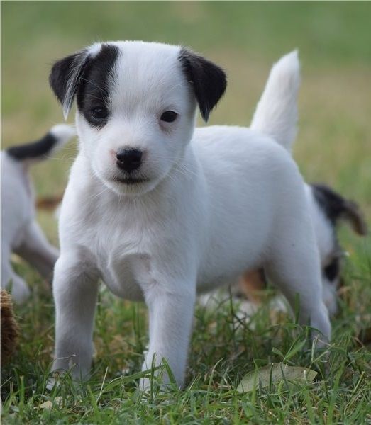 Jack Russell Terrier Welpen