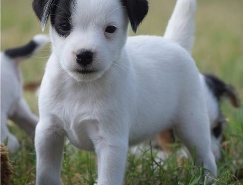 Jack Russell Terrier Welpen