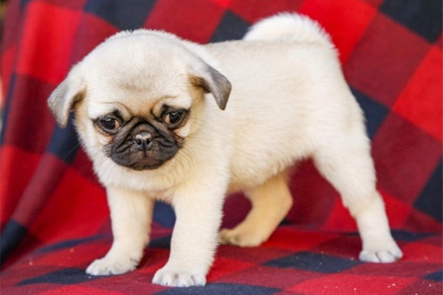 Wunderschöne Mopswelpen