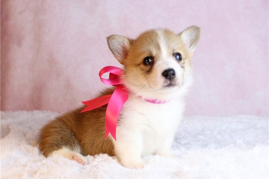 Pembroke Welsh Corgi Welpen
