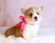 Pembroke Welsh Corgi Welpen