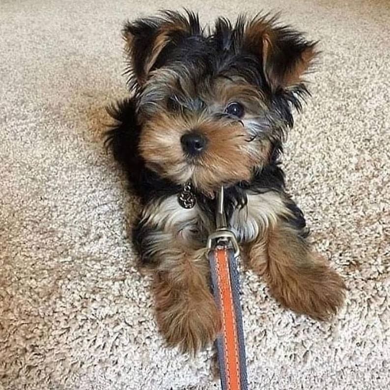 Wunderschöne Yorkie-Welpen