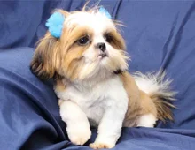 Wunderschöne Shih Tzu-Welpen