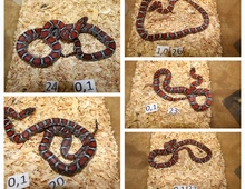 Lampropeltis Mexicana mexicana Nachzucht 2023