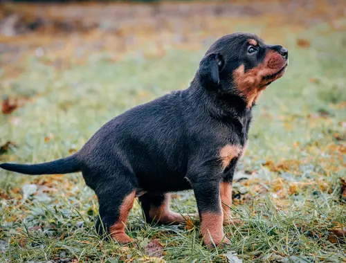 Süße Dobermannwelpen suchen ein neues Rudel