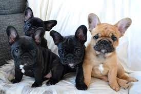 Wunderschönen Französische Bulldoggen Welpen Wunderschönen Französische Bulldoggen Welpen