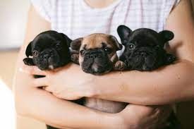 Wunderschönen Französische Bulldoggen Welpen Wunderschönen Französische Bulldoggen Welpen