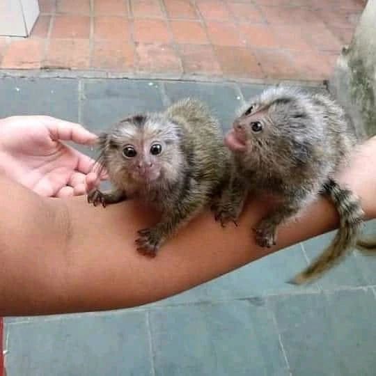 Baby-Marmoset-Affen Baby-Marmoset-Affen