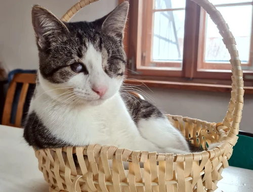 Lucky LAKIS (blind) - spielt schneller als sein Schatten