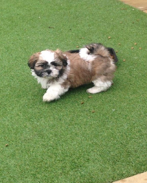 Wunderschöne Imperial Shih Tzu-Welpen