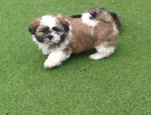 Wunderschöne Imperial Shih Tzu-Welpen