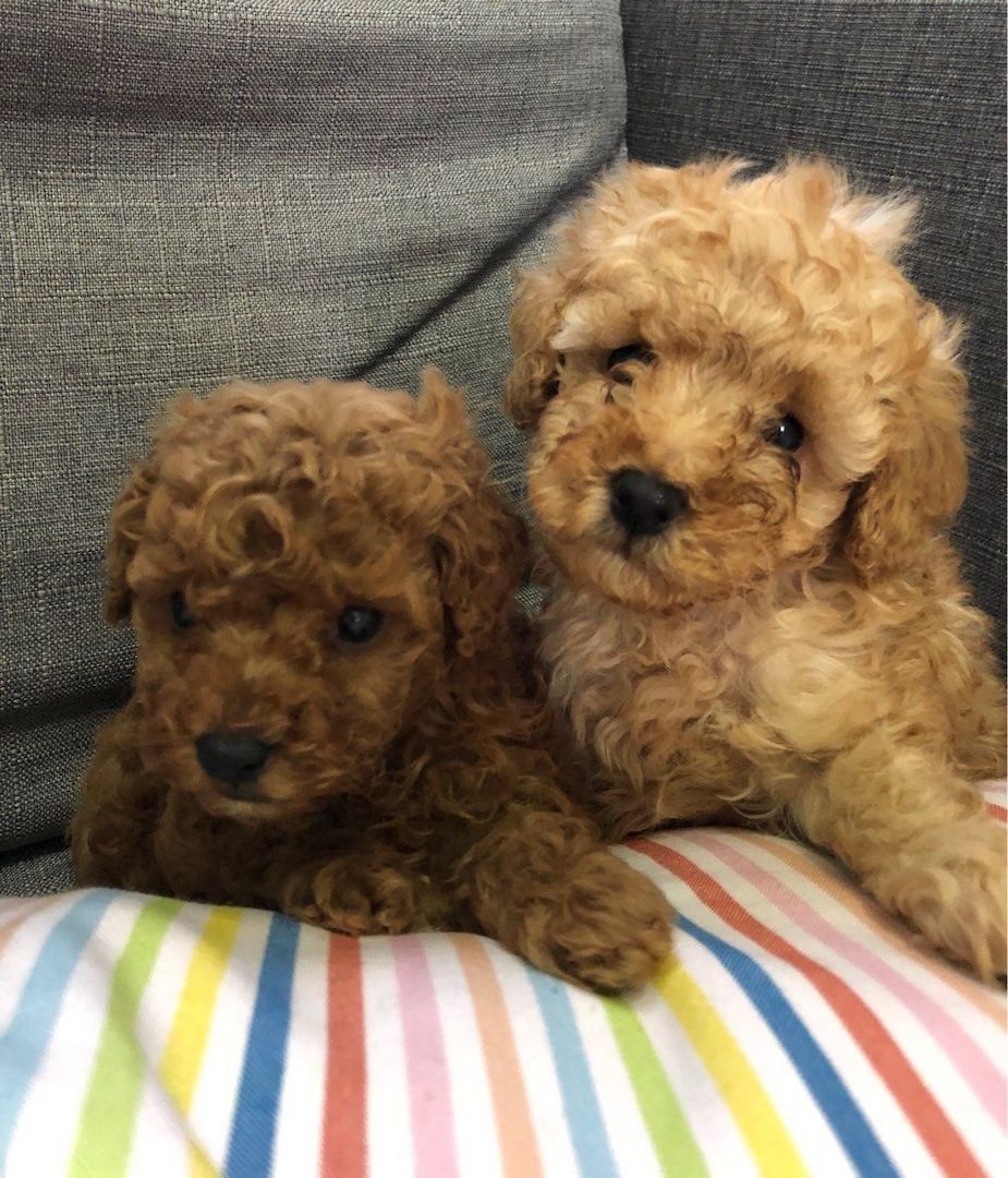 Entzückende Zwergpudelwelpen