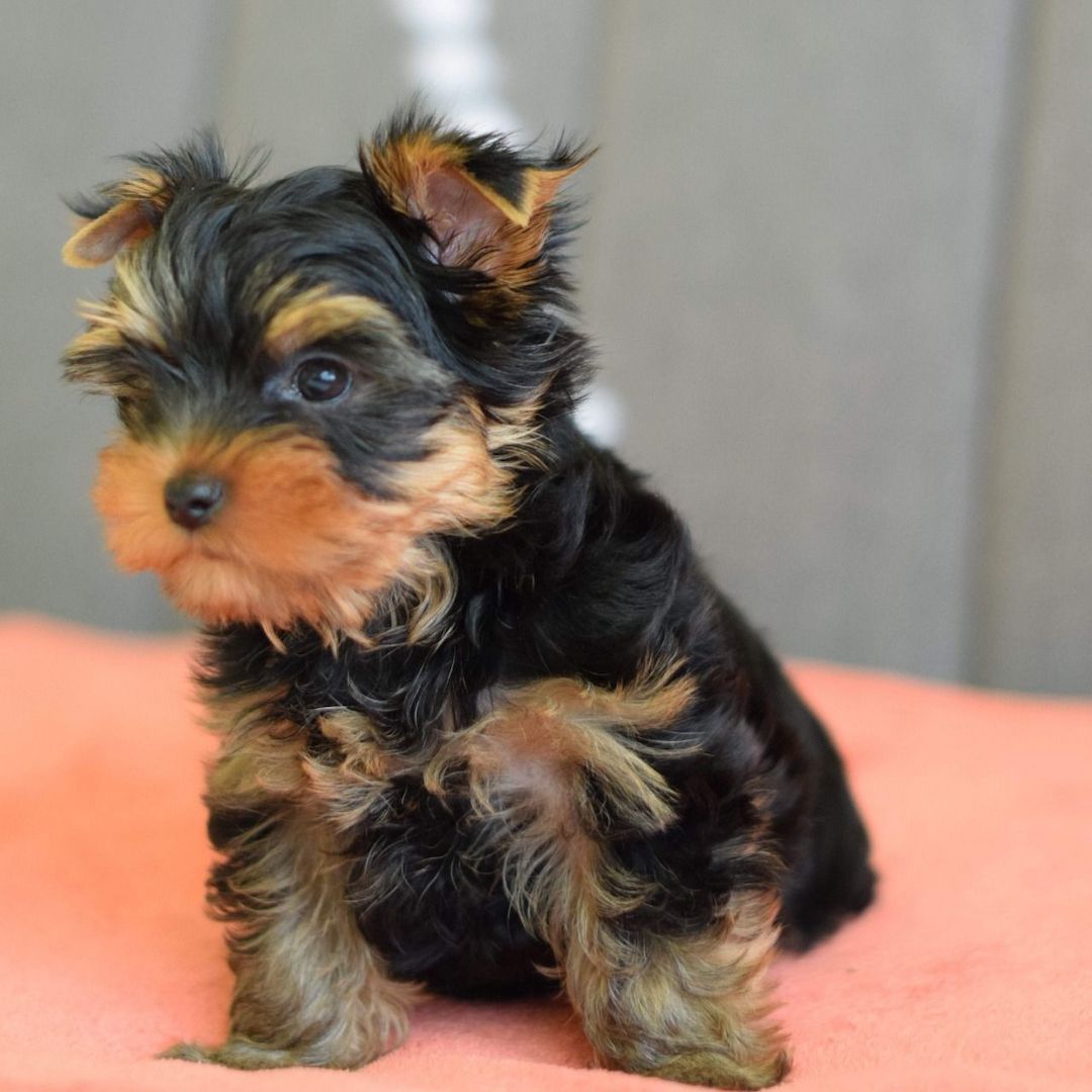 Yorkshire-Terrier-Welpen