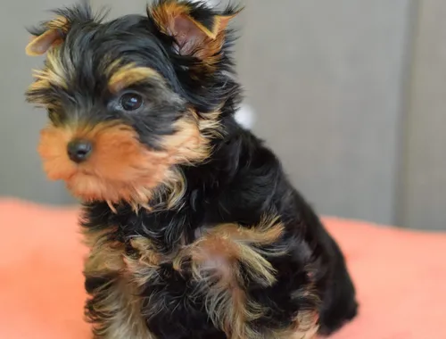 Yorkshire-Terrier-Welpen