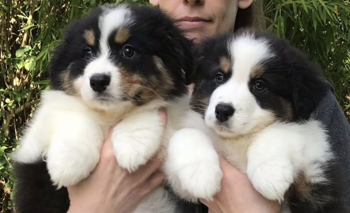 Bezaubernde Australian Shepherd-Welpen