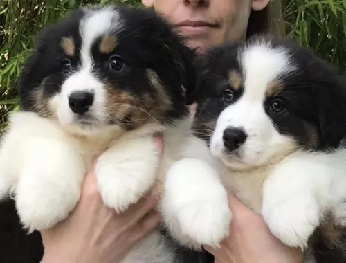 Bezaubernde Australian Shepherd-Welpen