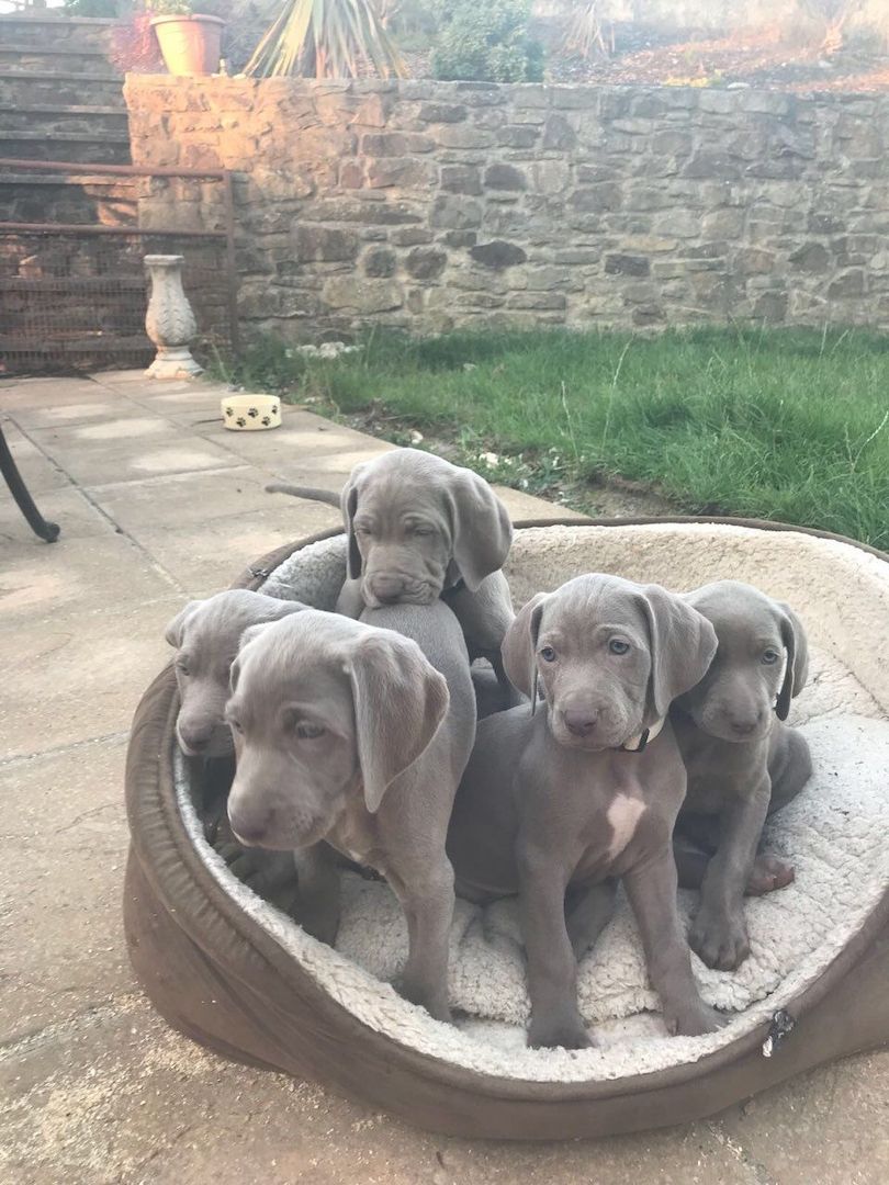 Weimaraner-Welpen