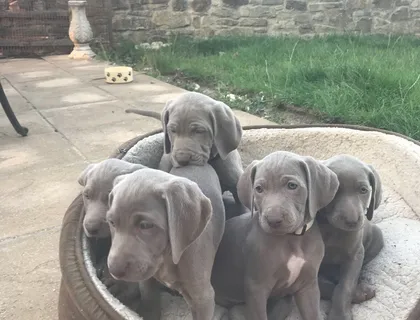 Weimaraner-Welpen