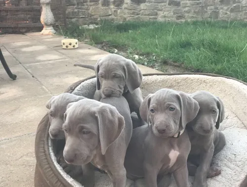 Weimaraner-Welpen