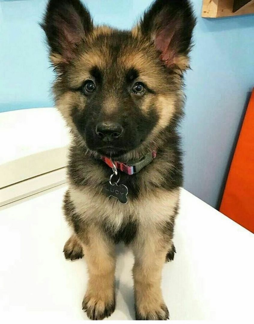Quality German Shepherd puppies