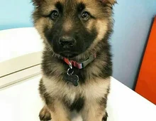 Quality German Shepherd puppies