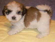 Lhasa Apso Welpen