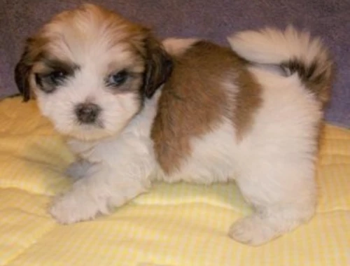 Lhasa Apso Welpen