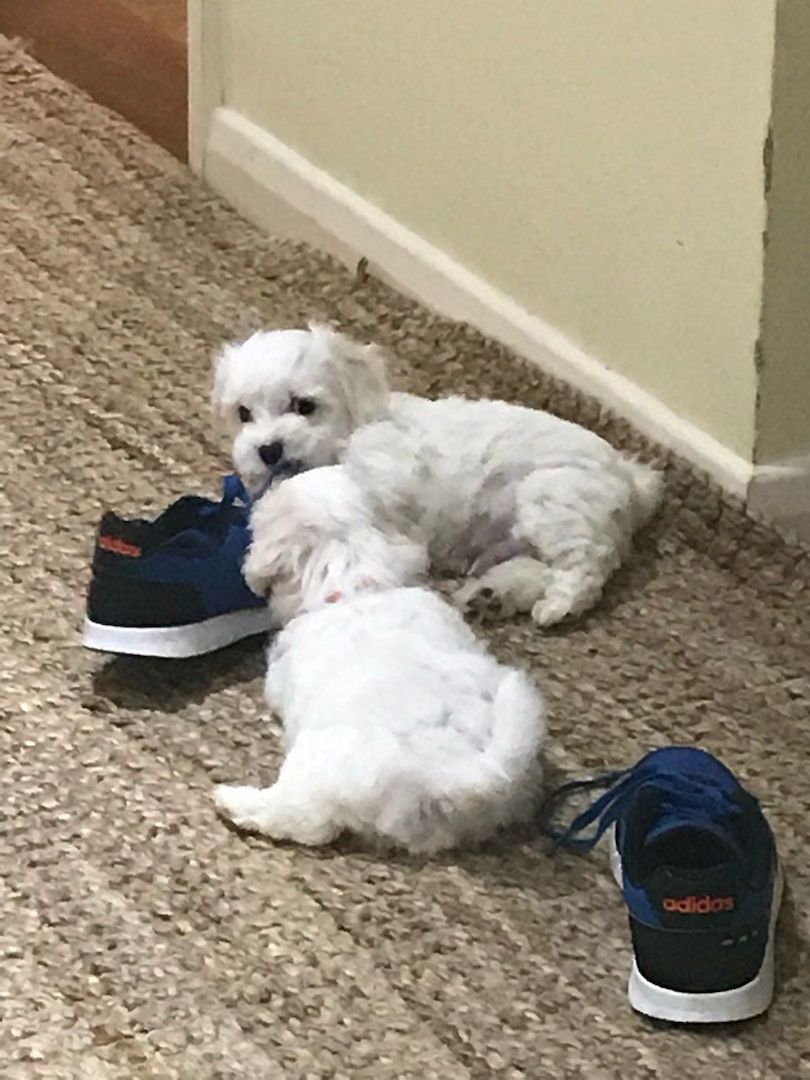 Zu Hause ausgebildete und aufgezogene Malteserwelpen