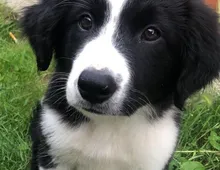 Border-Collie-Welpen