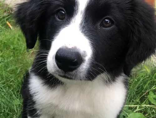 Border-Collie-Welpen