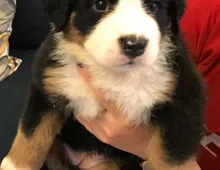 Bernese mountain dog