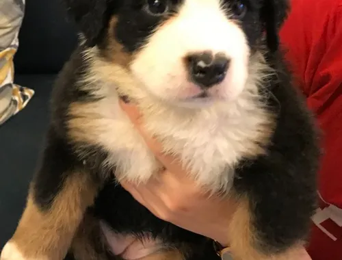 Bernese mountain dog