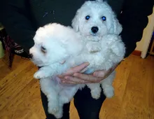 Bichon Frisé